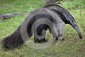 Giant anteater (Myrmecophaga tridactyla). photo