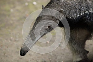 Giant anteater (Myrmecophaga tridactyla).