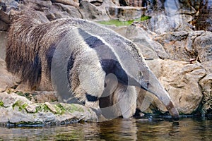 Giant anteater Myrmecophaga tridactyla, also known as the ant photo