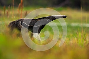 Giant Anteater, Myrmecophaga tridactyla, animal in nature habitat with long tail and very log nose, Pantanal, Brazil