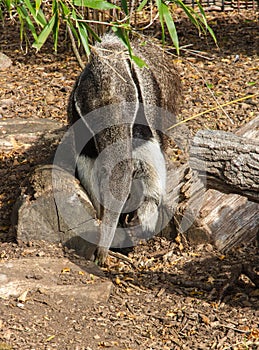 Giant anteater, Myrmecophaga tridactyla, or ant bear.