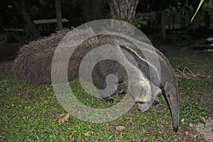 Giant anteater (Myrmecophaga tridactyla) photo