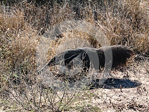 A giant Anteater Myrmecophaga tridactyla in the Chaco region of northern Argentina