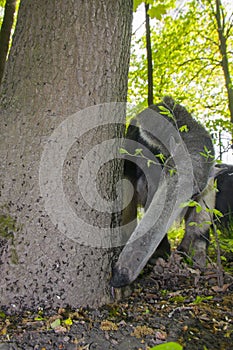 Giant anteater (Myrmecophaga tridactyla) eats ants