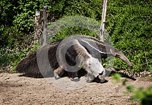 Giant anteater (Myrmecophaga tridactyla) photo