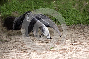 Giant anteater, Myrmecophaga tridactyla, female with a baby on her back