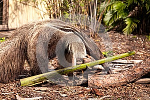 Giant anteater Myrmecophaga tridactyla forages under logs