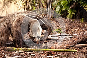 Giant anteater Myrmecophaga tridactyla forages under logs