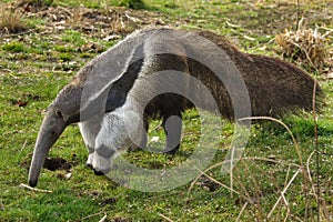 Giant anteater Myrmecophaga tridactyla photo