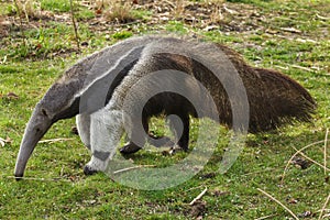 Giant anteater Myrmecophaga tridactyla