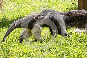 Giant anteater, Myrmecophaga tridactyla, inhabits the llanos, feeds mainly termites photo