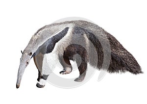 Giant anteater photo