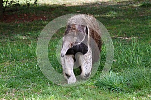 Giant anteater Myrmecophaga tridactyla potrait