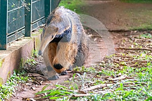 Giant anteater (Myrmecophaga tridactyla) typical of central Brazil, cerrado biome.