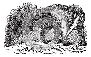Giant Anteater or Myrmecophaga tridactyla, vintage engraving