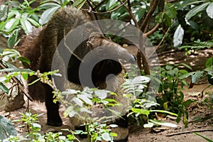 giant anteater or Myrmecophaga tridactyla walking in the nature wild. ant bear looking for ant nest in the forest