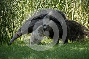 Giant anteater with offspring clinging to her back