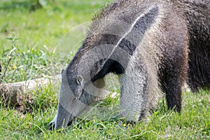 Giant Anteater rooting around in the grass