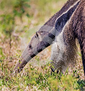 Giant Anteater walking