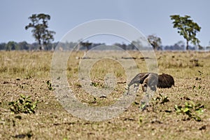 giant anteater walking over a meadow of a farm in the southern Pantanal.