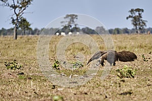 giant anteater walking over a meadow of a farm in the southern Pantanal.