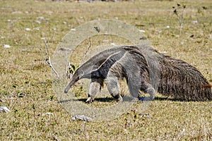 giant anteater walking over a meadow of a farm in the southern Pantanal. Myrmecophaga tridactyla