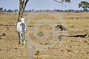 Giant anteater walking over a meadow of a farm in the southern Pantanal. Myrmecophaga tridactyla.