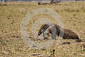 giant anteater walking over a meadow of a farm in the southern Pantanal. Myrmecophaga tridactyla