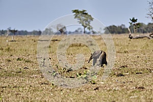 giant anteater walking over a meadow of a farm in the southern Pantanal. Myrmecophaga tridactyla.