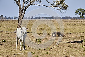 Giant anteater walking over a meadow of a farm in the southern Pantanal. Myrmecophaga tridactyla.