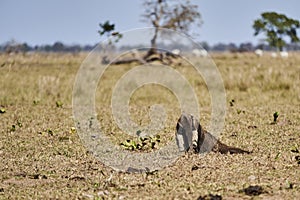 Giant anteater walking over a meadow of a farm in the southern Pantanal. Myrmecophaga tridactyla.