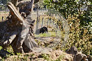 giant anteater walking over a meadow of a farm in the southern Pantanal. Myrmecophaga tridactyla.