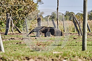 giant anteater walking over a meadow of a farm in the southern Pantanal. Myrmecophaga tridactyla also ant bear