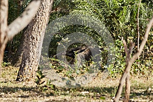 giant anteater walking over a meadow of a farm in the southern Pantanal. Myrmecophaga tridactyla also ant bear