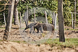 giant anteater walking over a meadow of a farm in the southern Pantanal. Myrmecophaga tridactyla also ant bear