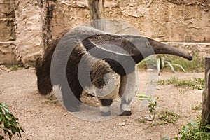 Giant Anteater