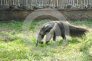 Giant anteater at the zoo of Cali, Colombia