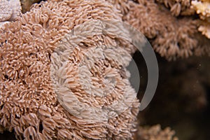 Giant Anthelia in Red Sea