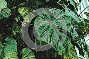 Giant Anthurium formosum leaves in cloud forest growing in tropical climate Aroid leaves