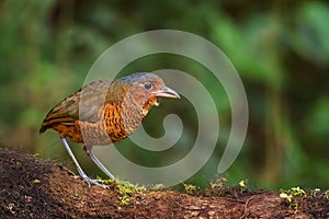 Giant Antpitta - Grallaria gigantea