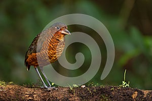 Giant Antpitta - Grallaria gigantea