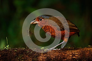 Giant antpitta, Grallaria gigantea,bird family Grallariidae, from Colombia, Ecuador and far northern Peru. Antpitta in the nature