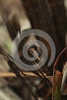 Giant Ants: Masters of the Leaf Litter