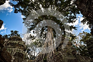 Giant anyan tree covering Ta Prom and Angkor Wat temple, Siem Reap, Cambodia