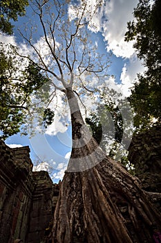 Giant anyan tree covering Ta Prom and Angkor Wat temple, Siem Reap, Cambodia