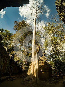 Giant anyan tree covering Ta Prom and Angkor Wat temple, Siem Reap, Cambodia