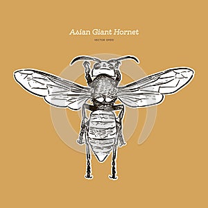 Giant asian hornet, hand draw sketch vector