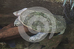 Giant Asian pond turtle Heosemys grandis