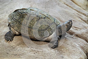 Giant asian pond turtle