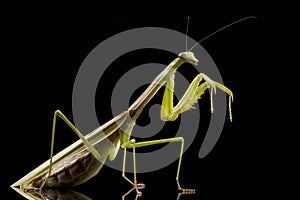 Giant Asian Praying Mantis